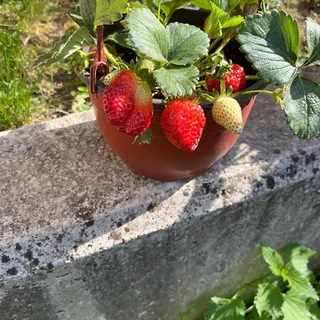 Ljiljin Raj Bela Zemlja